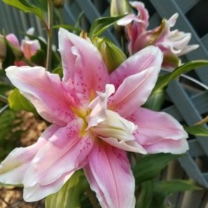 Meet your Posher, Meghan